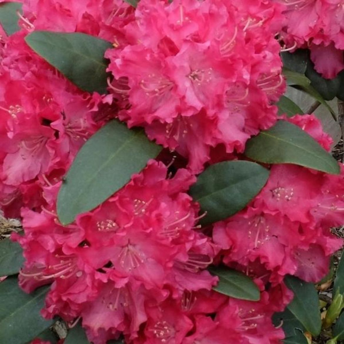 Picture of Rhododendron 'Holden'