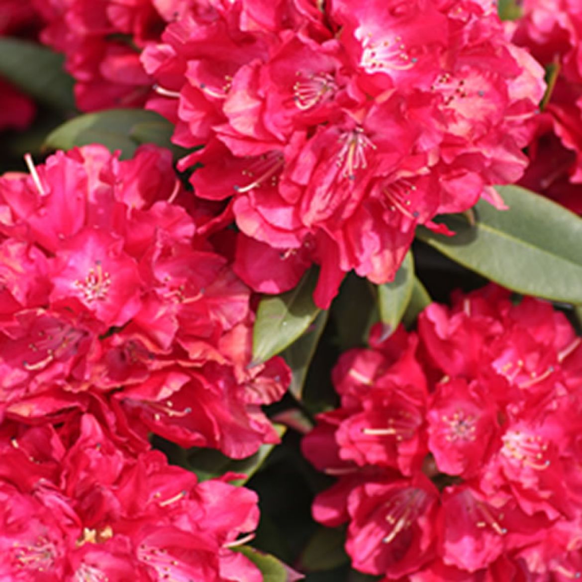 Picture of Rhododendron 'Skookum'
