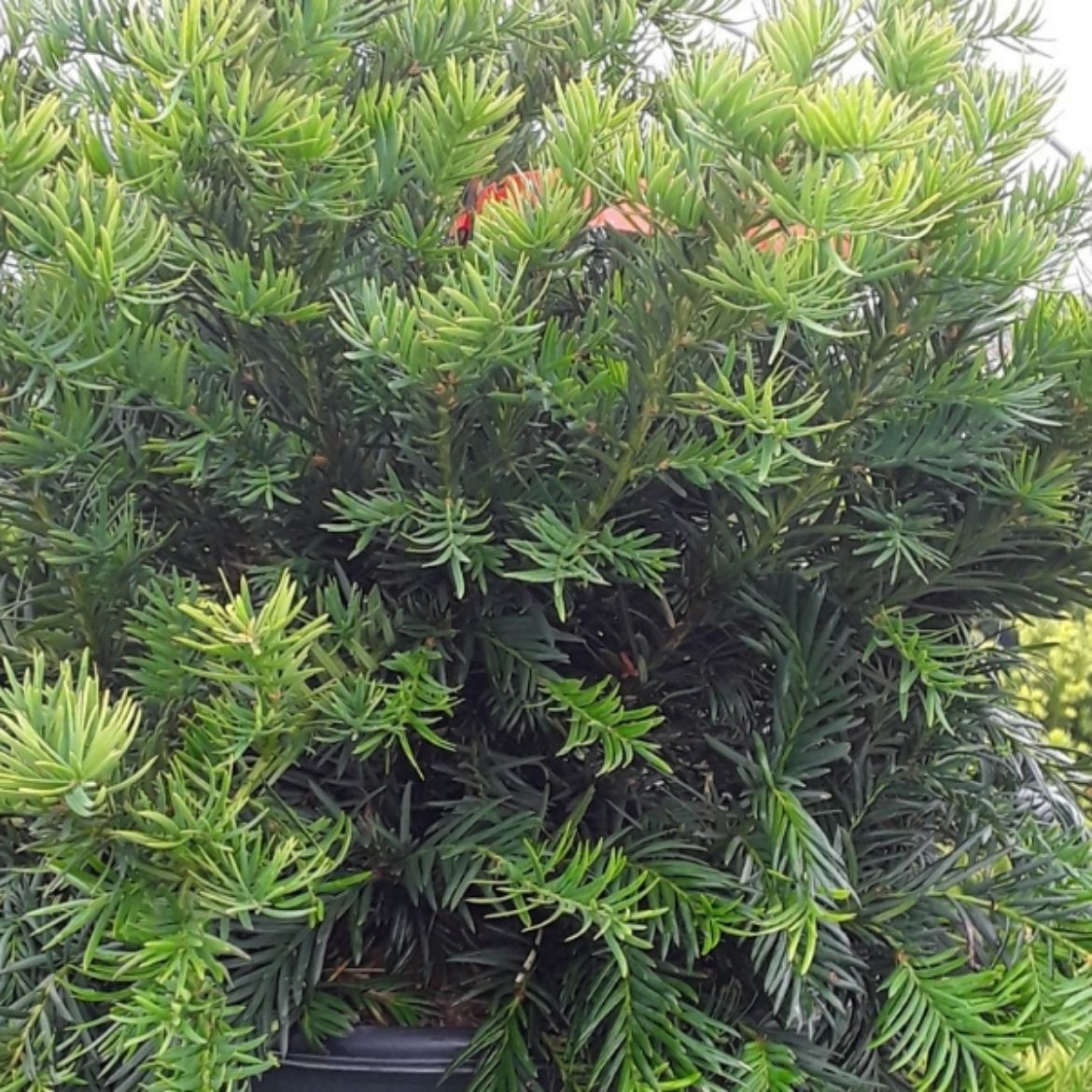 Picture of Taxus bac. 'Repandens'