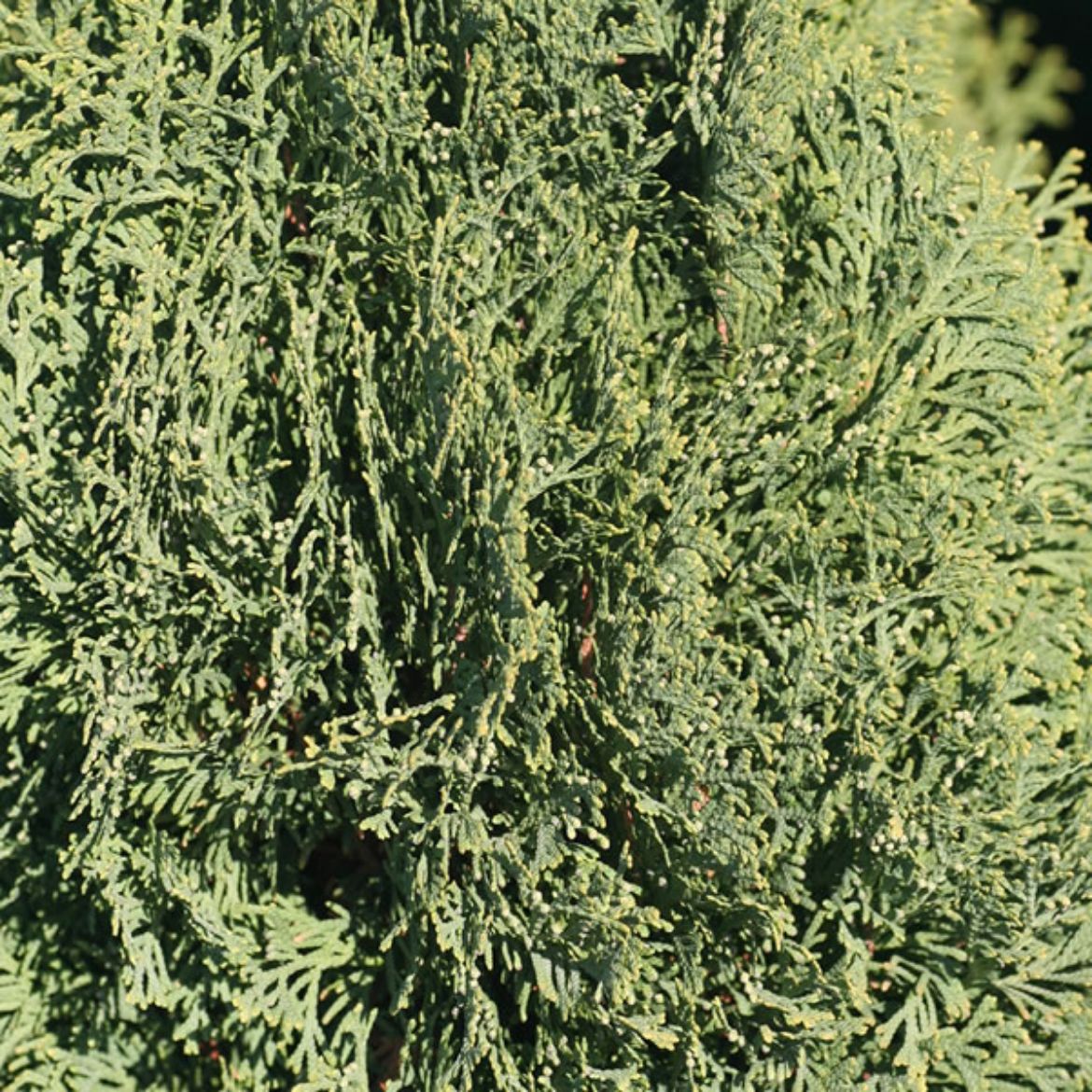 Picture of Thuja occ. 'Holmstrup'