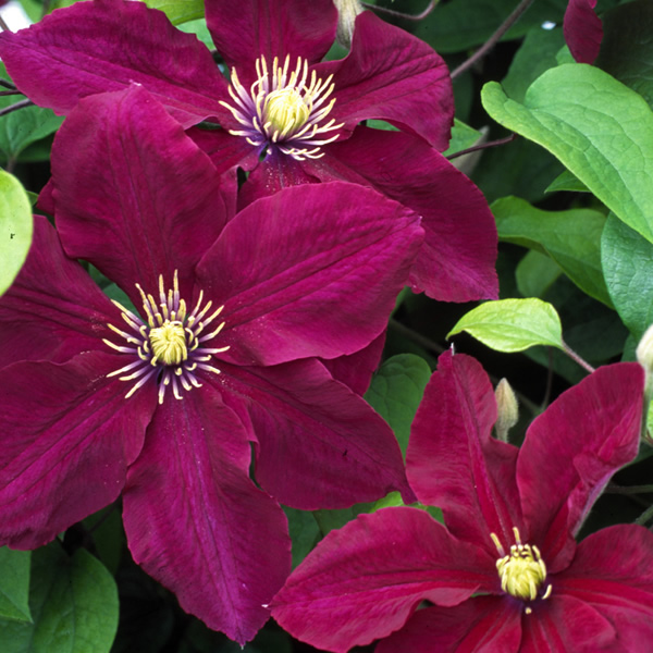 Overdevest Nurseries, LP-Clematis Rosemoor™