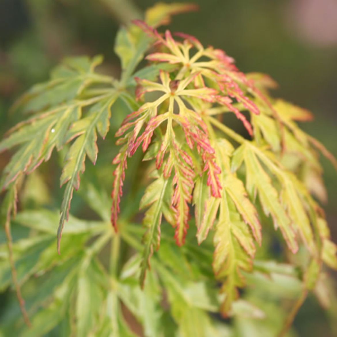 Picture of Acer pal. var. dis. 'Seiryu'