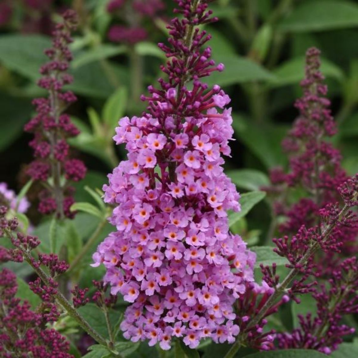Picture of Buddleia Chrysalis™ Pink