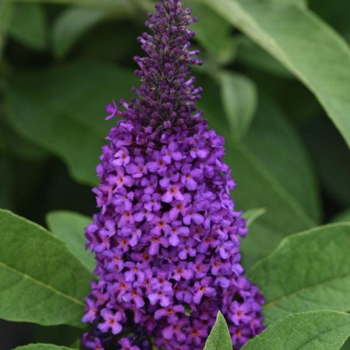 Picture of Buddleia Chrysalis™ Purple