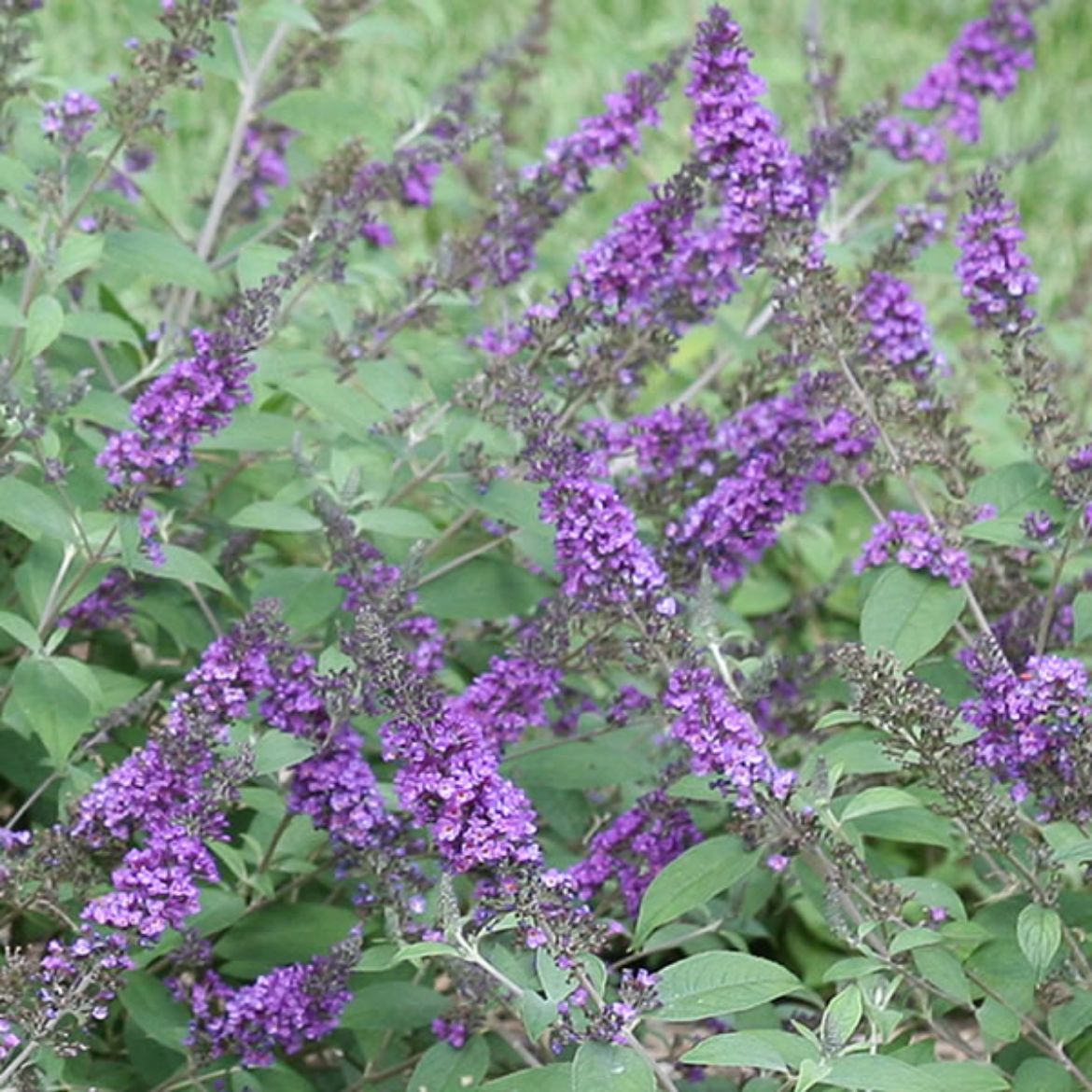 Picture of Buddleia Lo & Behold® 'Blue Chip Jr.'