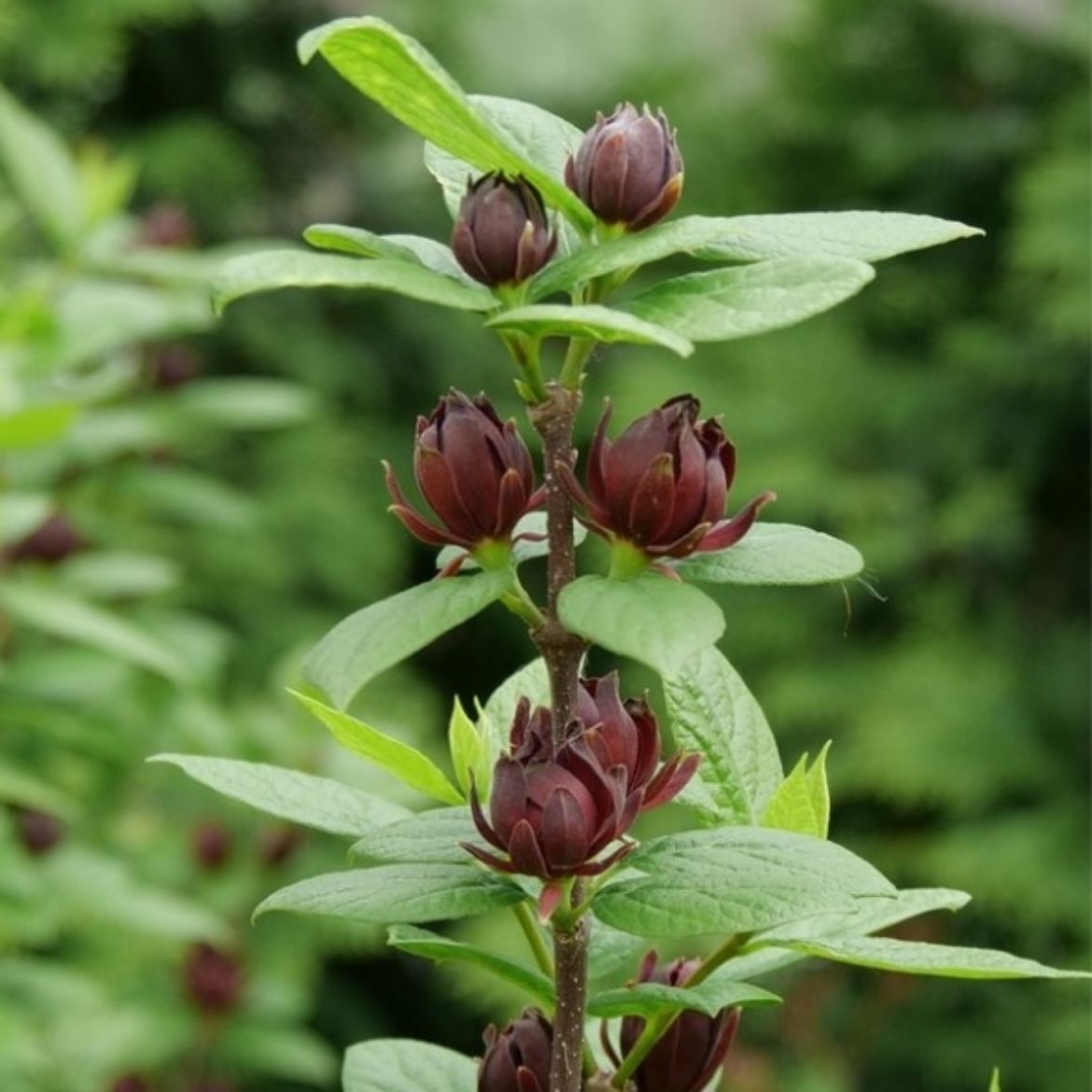 Picture of Calycanthus flo. Simply Scentsational®