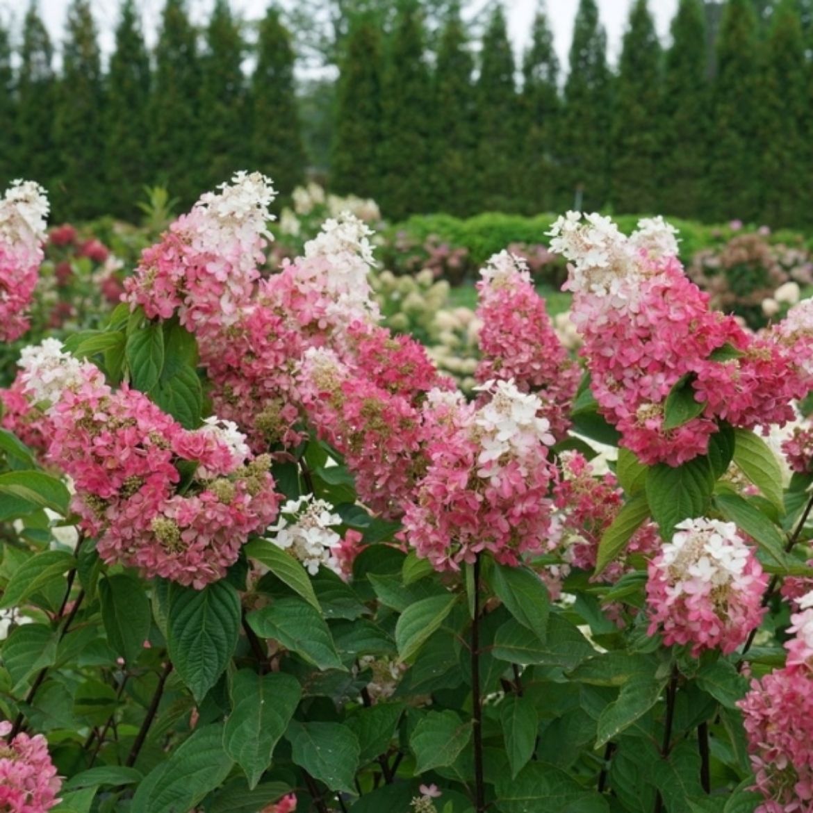Picture of Hydrangea pan. Pinky Winky Prime™