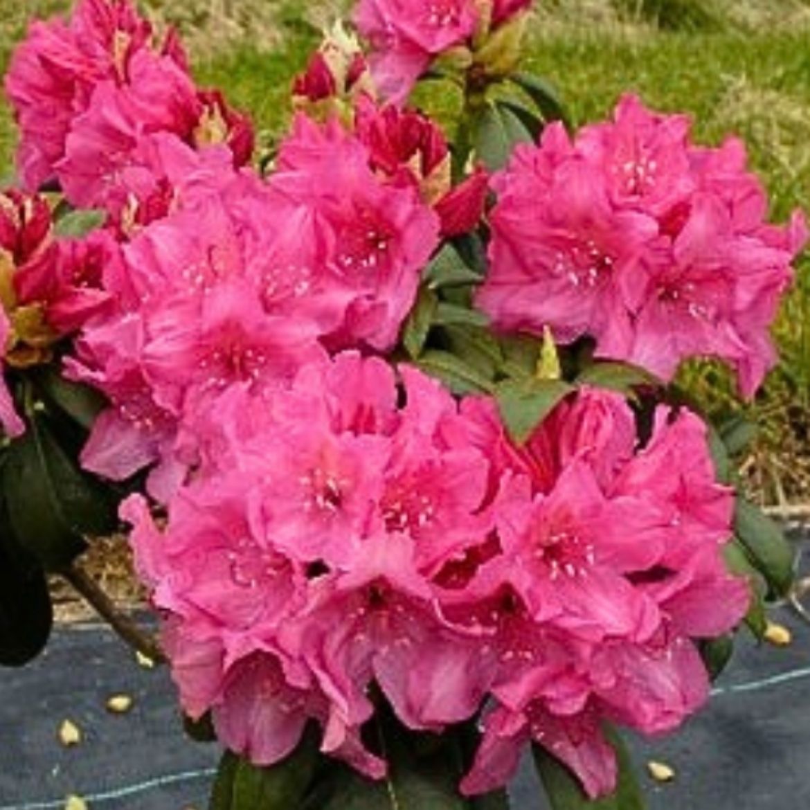 Picture of Rhododendron Holden's™ Fuchsia