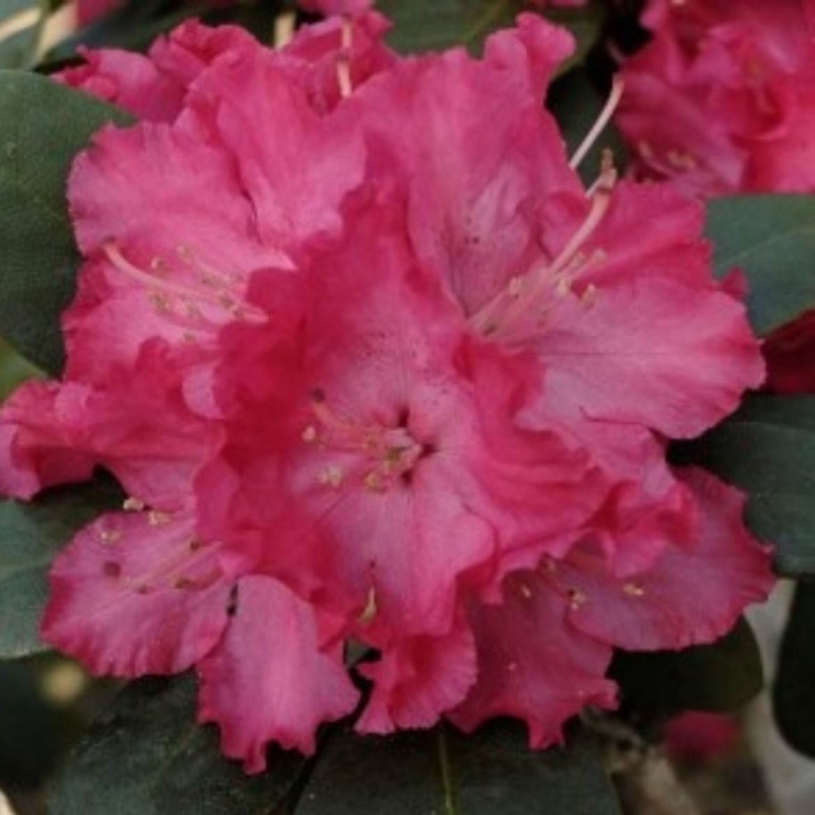 Picture of Rhododendron Holden's™ Red