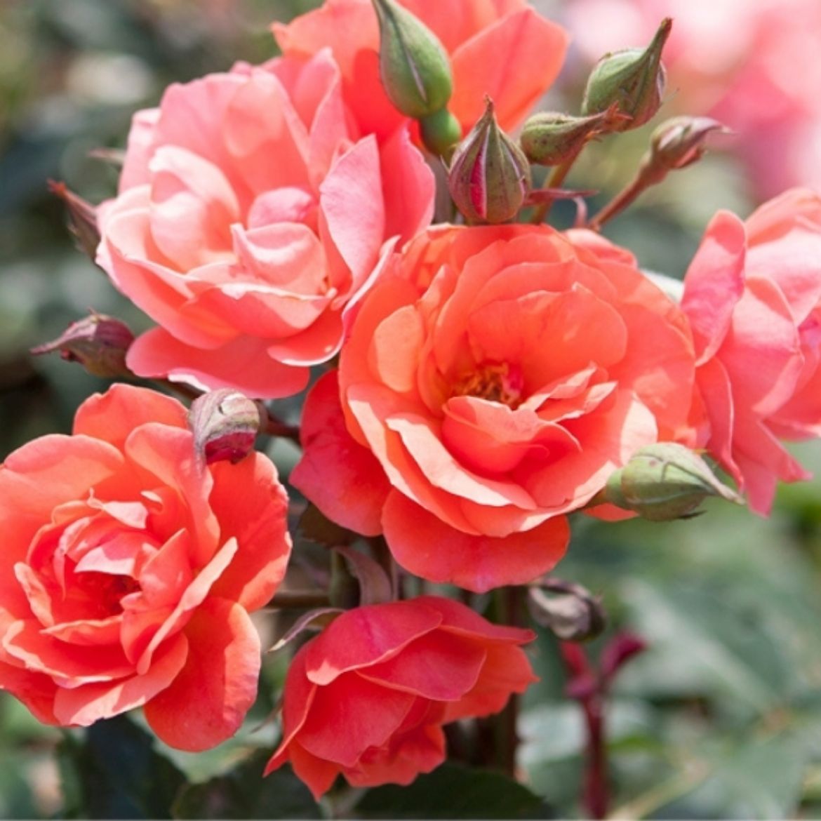 Picture of Rosa Coral Knock Out®