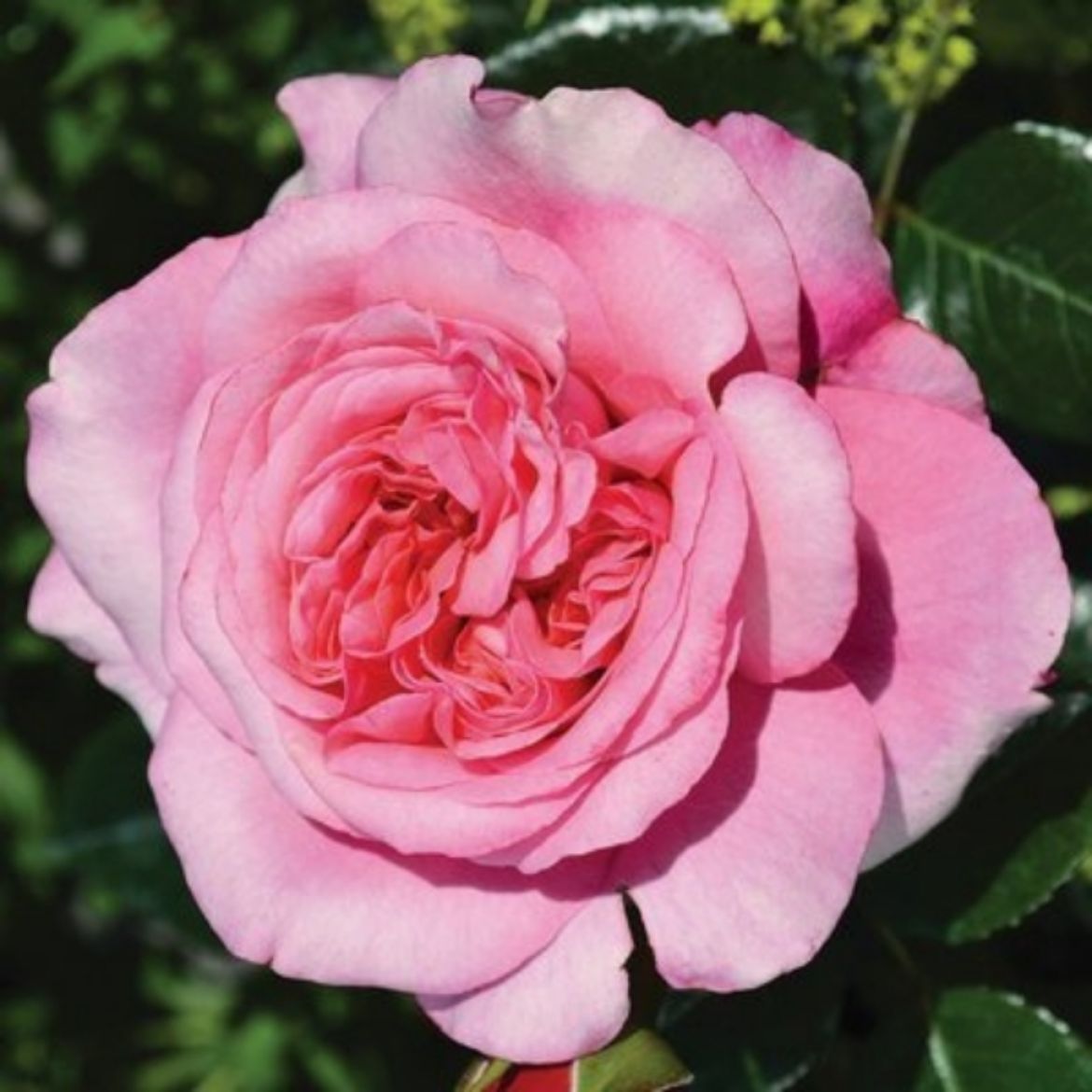 Picture of Rosa Flower Carpet® Fragrant Blush