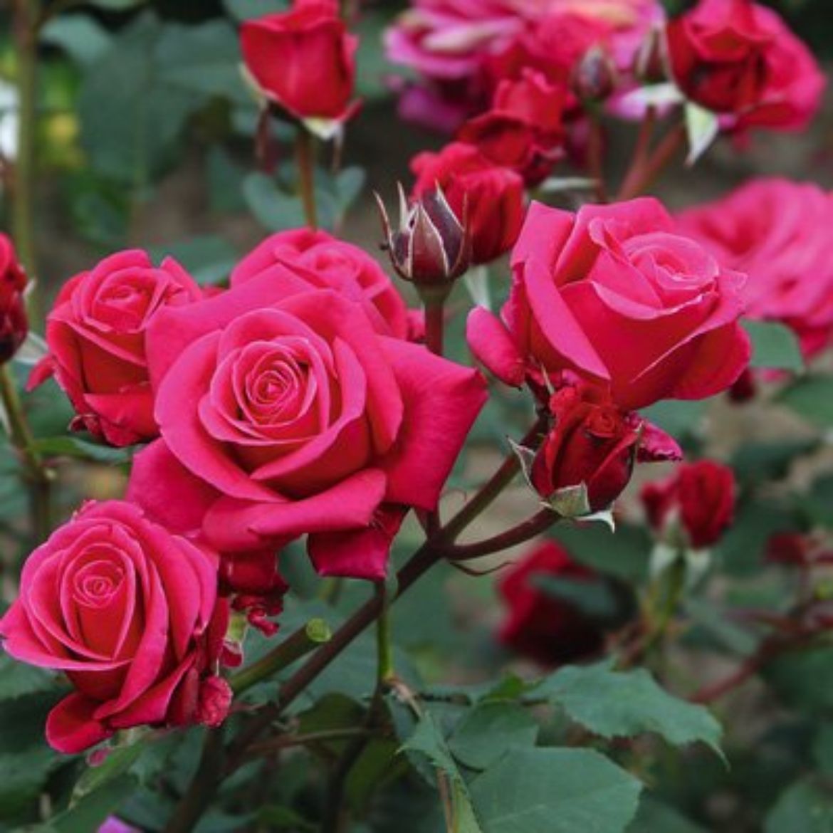 Picture of Rosa Flower Carpet® Fragrant Lipstick