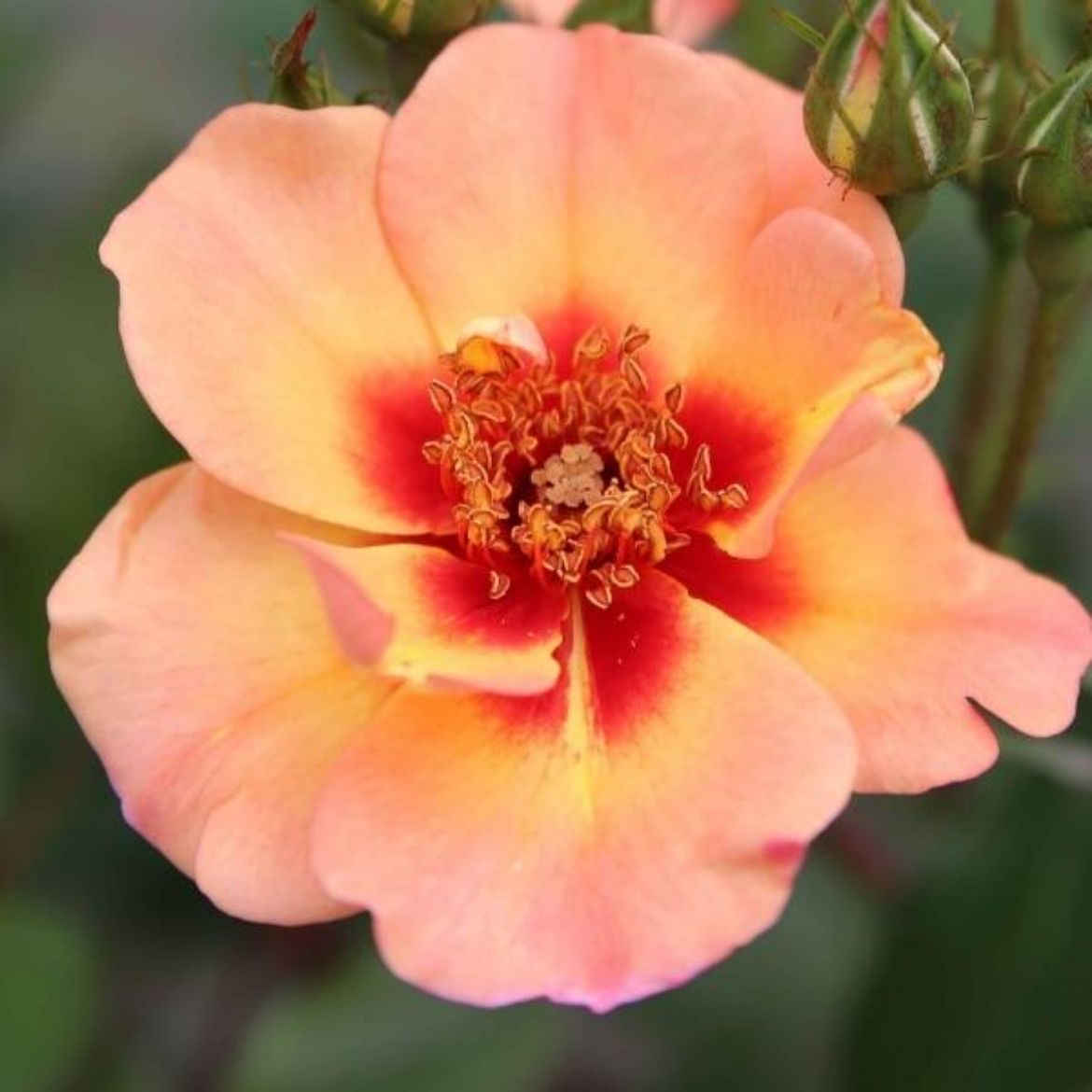 Picture of Rosa Flower Carpet® Peach