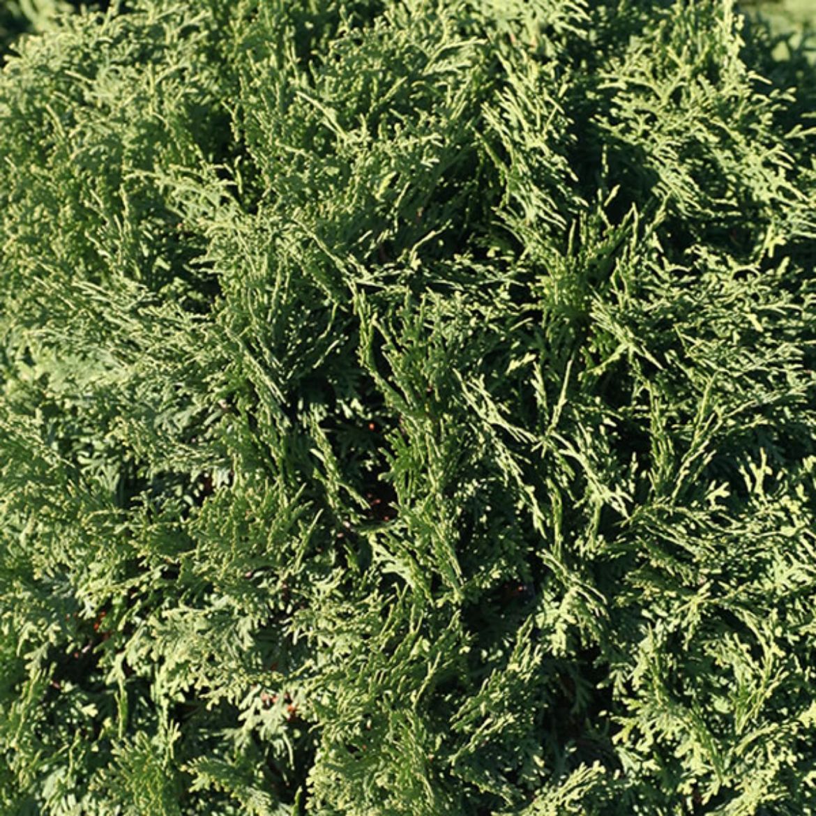 Picture of Thuja occ. 'Little Giant'