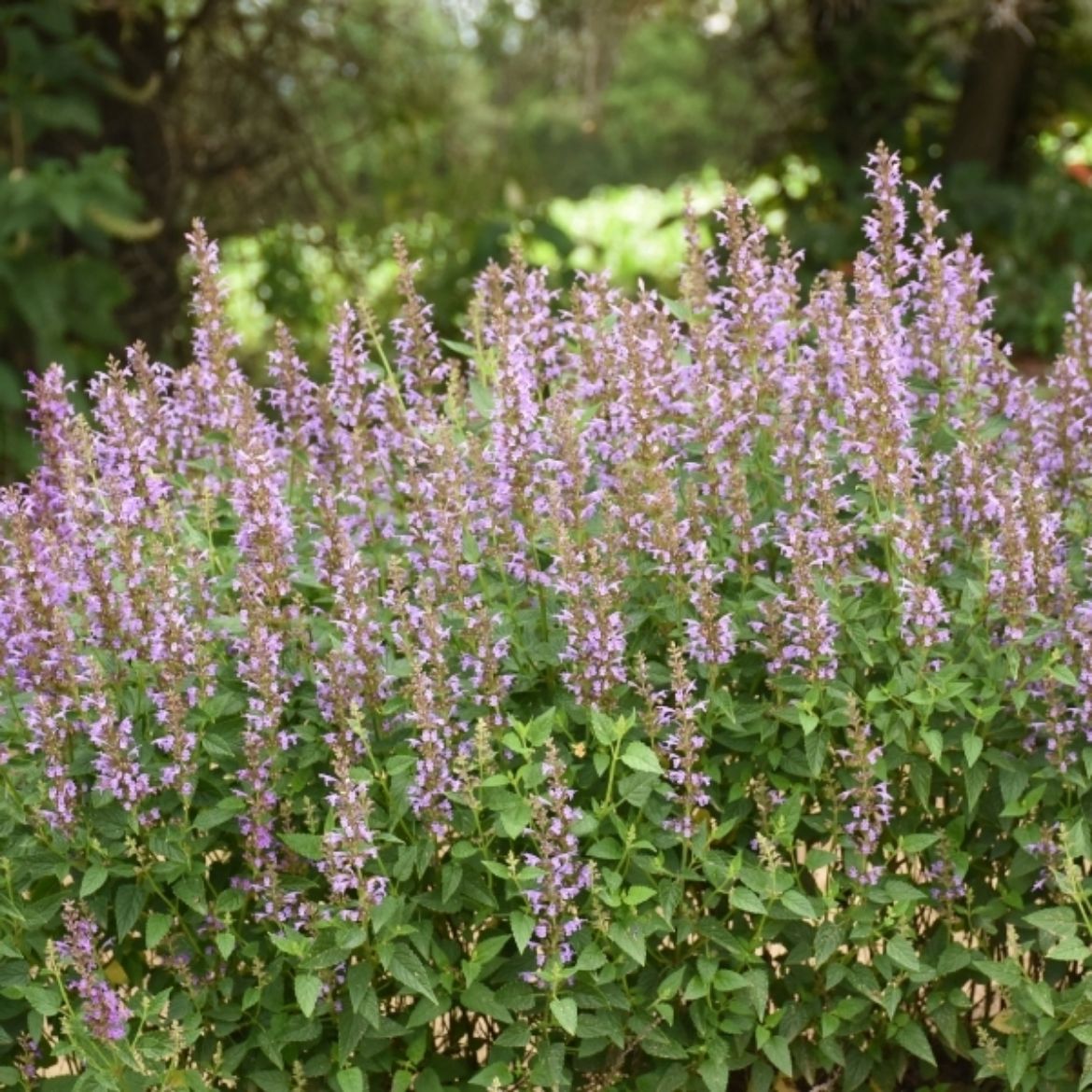 Picture of Agastache 'Blue Bayou'