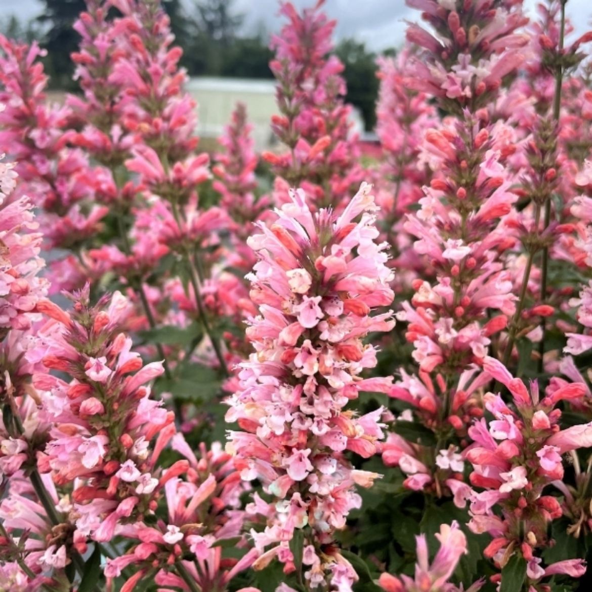 Picture of Agastache 'Pink Pearl'