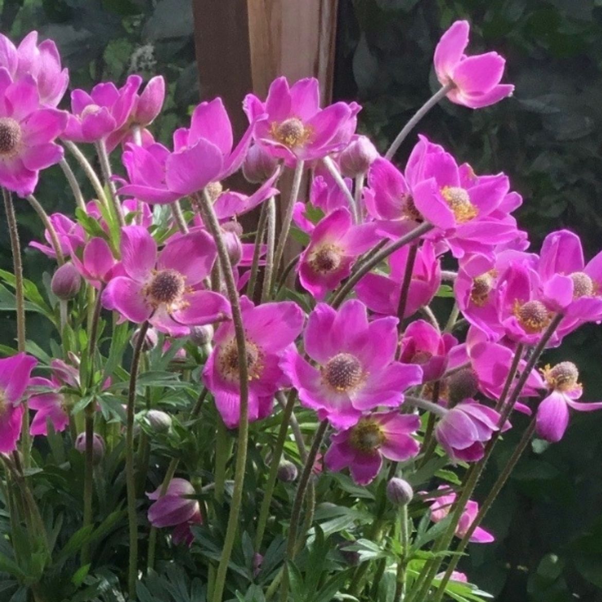 Picture of Anemone 'Spring Beauty Pink'