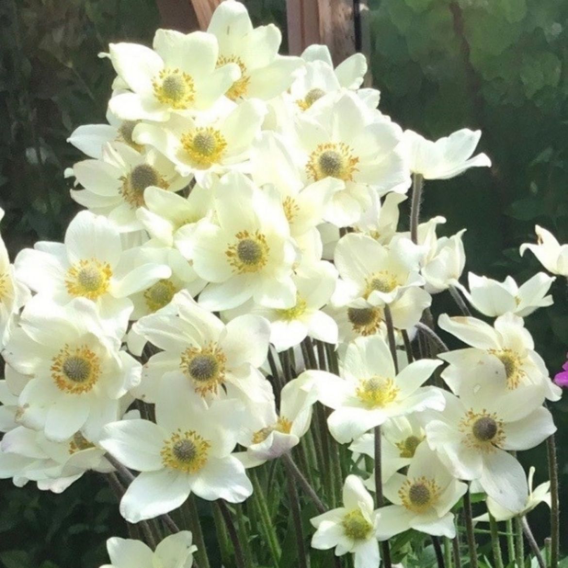 Picture of Anemone 'Spring Beauty White'