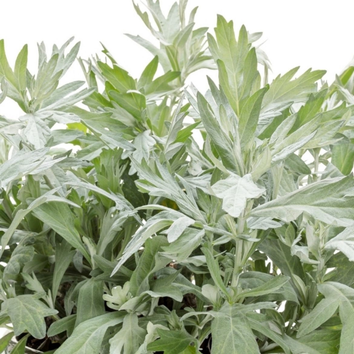 Picture of Artemisia lud. 'Silver Lining'