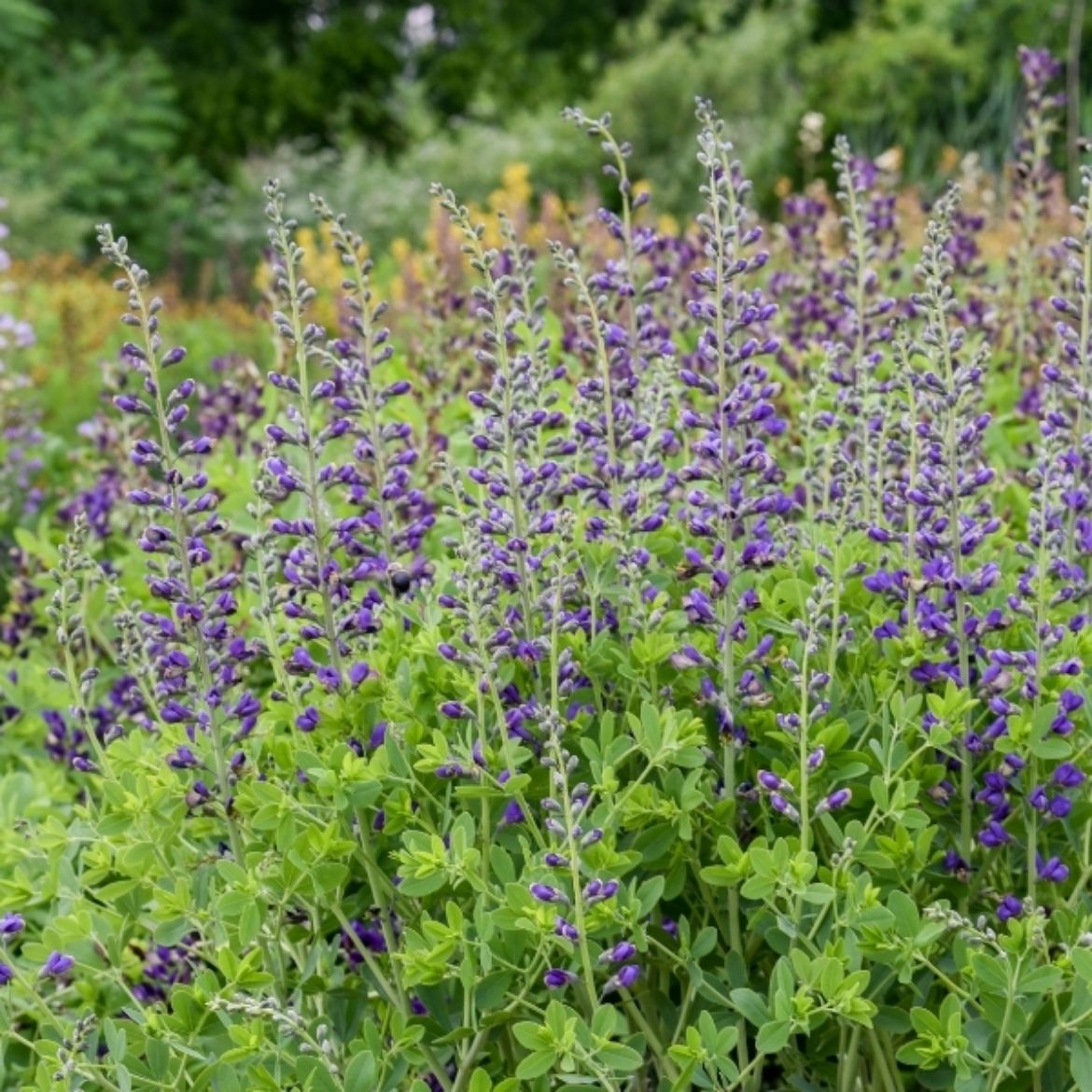 Picture of Baptisia Decadence® Deluxe Periwinkle Popsicle