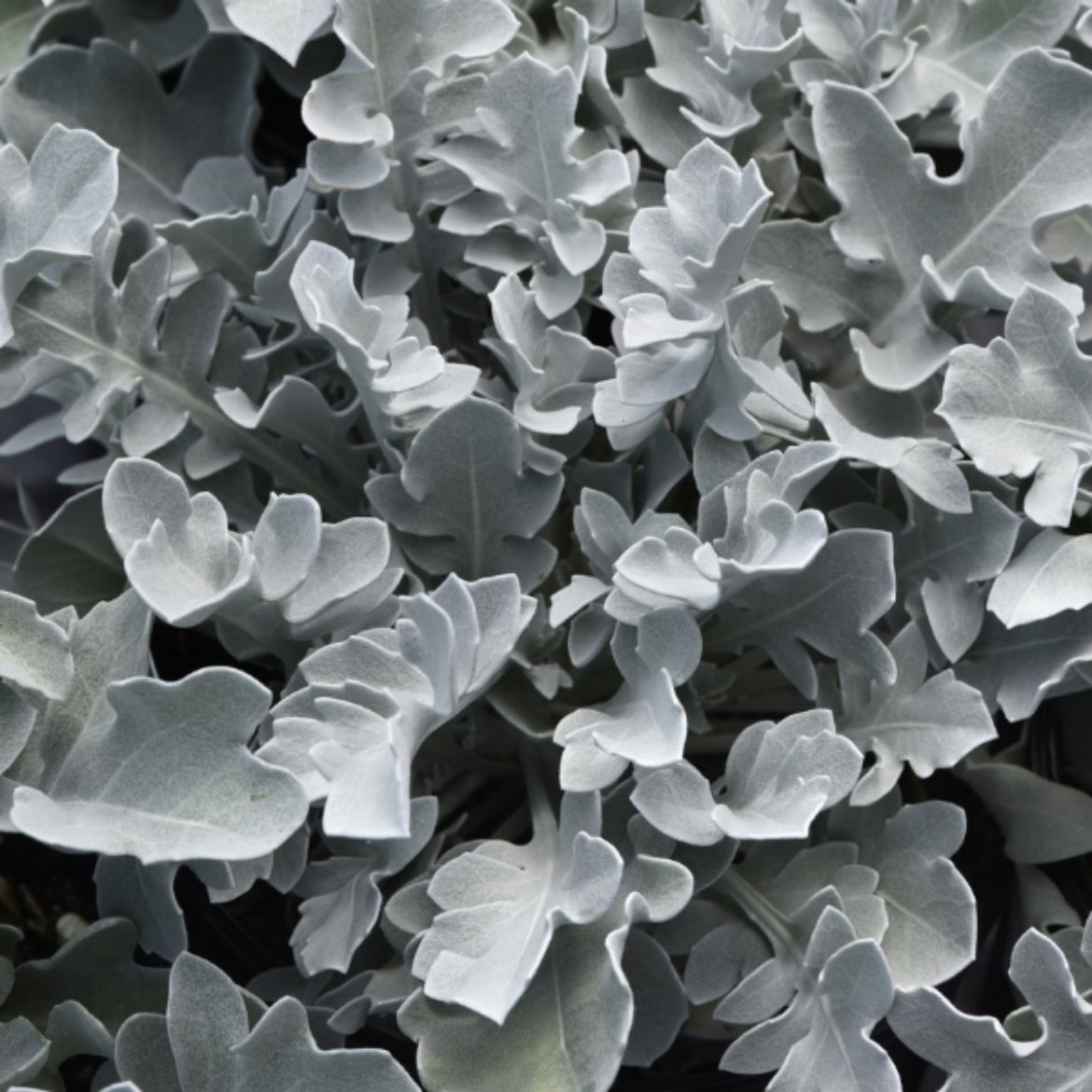 Picture of Centaurea rag. 'Silver Swirl'