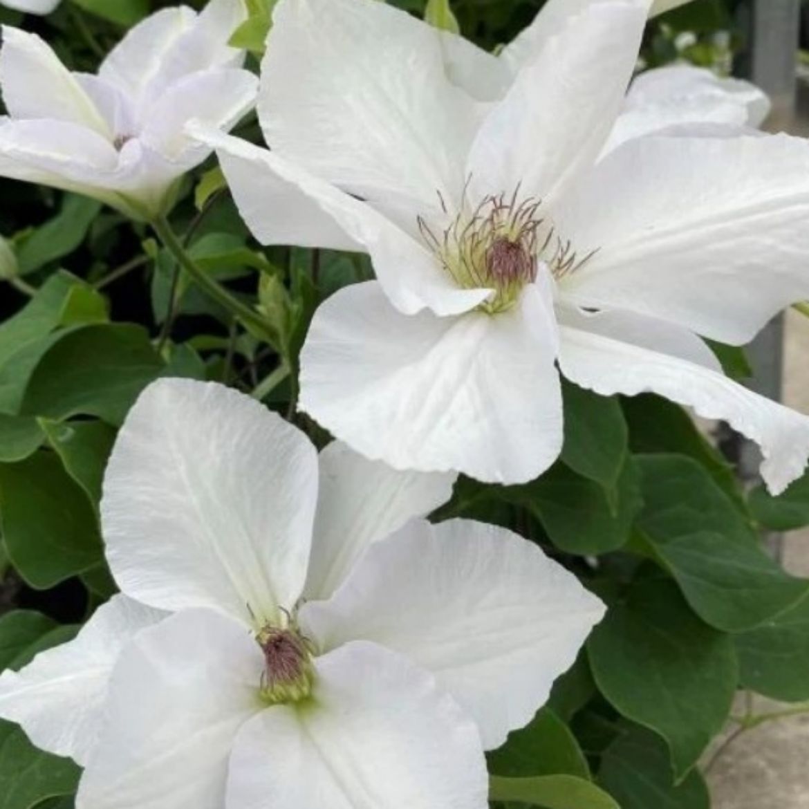 Picture of Clematis Guernsey Flute™