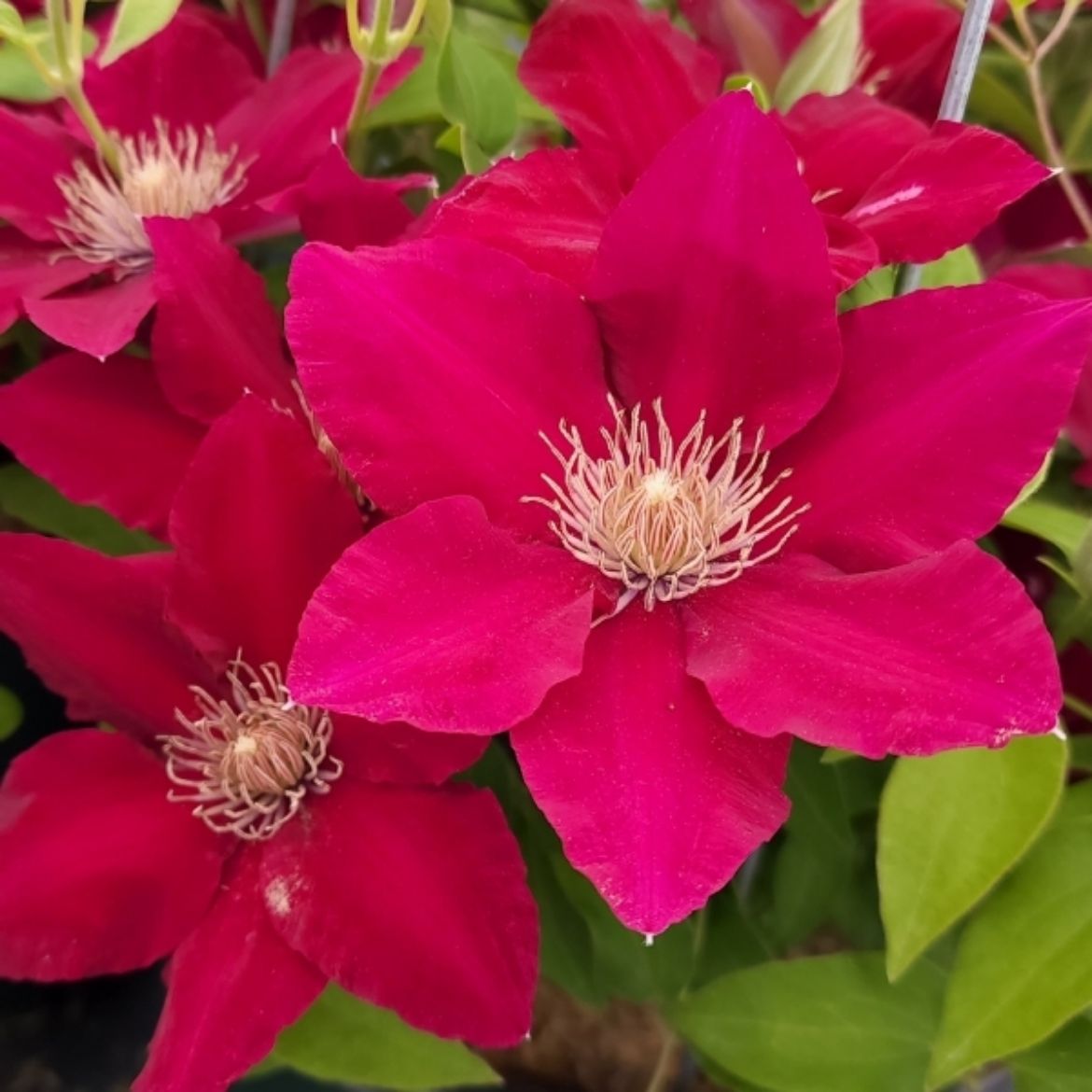 Picture of Clematis Jie™