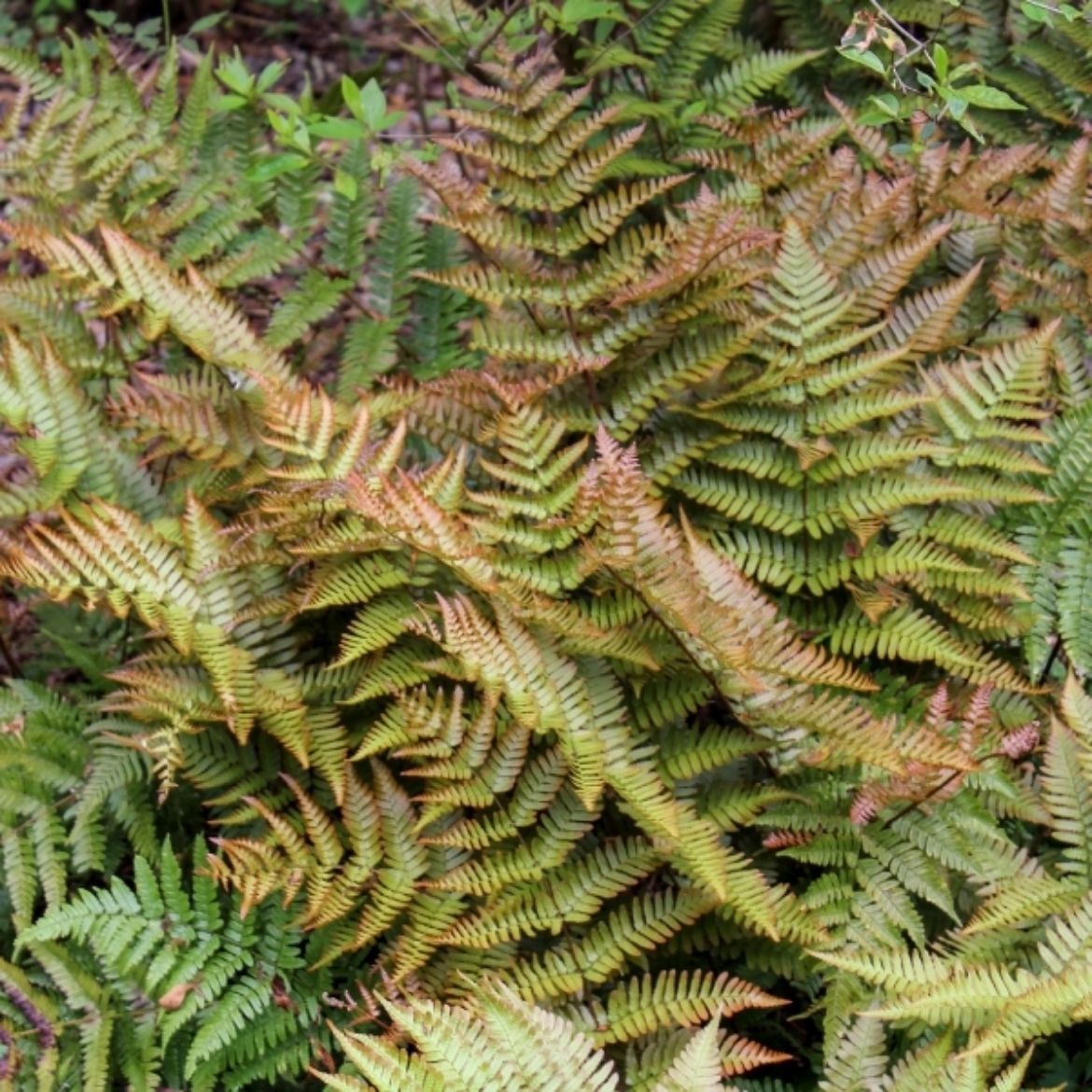 Picture of Dryopteris ery. 'Brilliance' (Autumn fern)