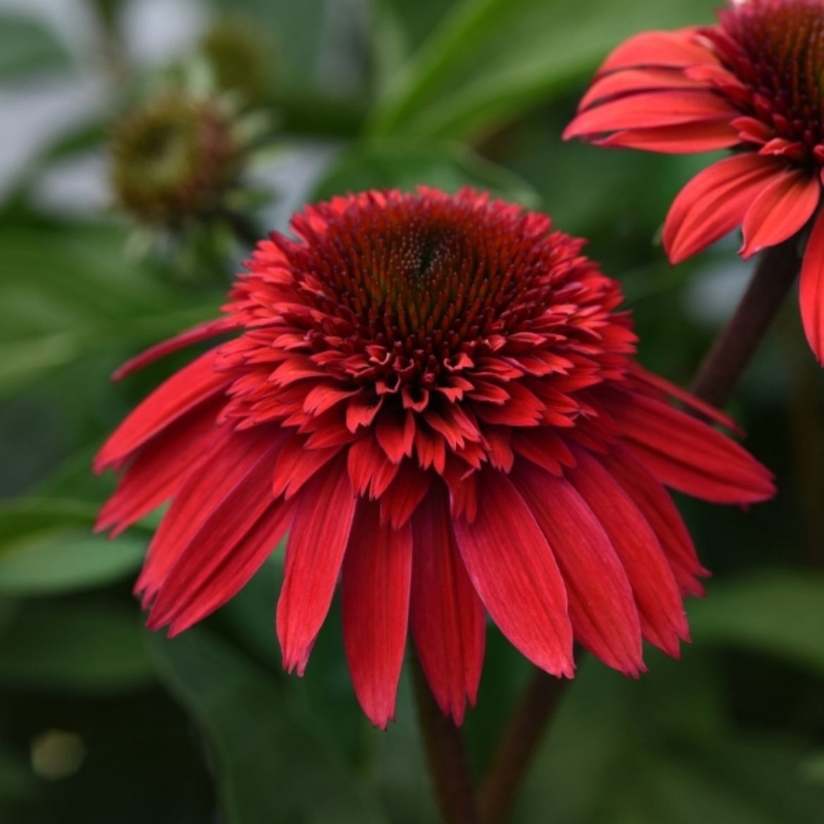Picture of Echinacea Double Scoop™ Strawberry Deluxe