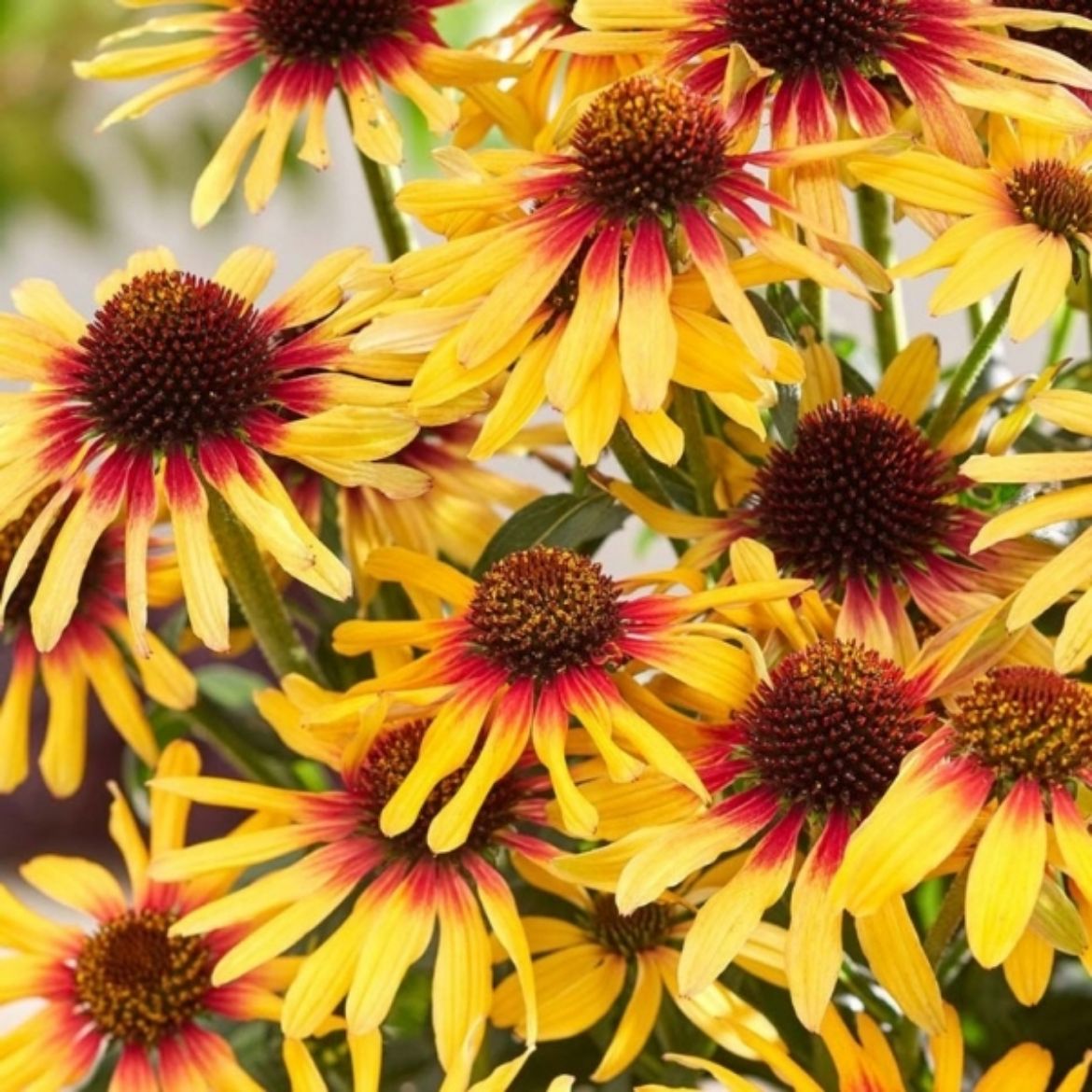 Picture of Echinacea SunSeekers 'Tequila Sunrise'