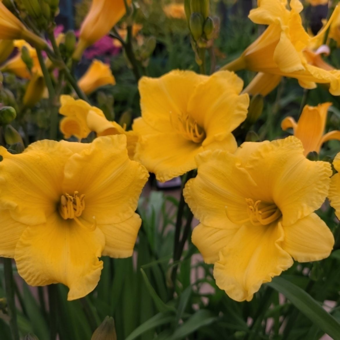 Picture of Hemerocallis Miss Mary Mary™
