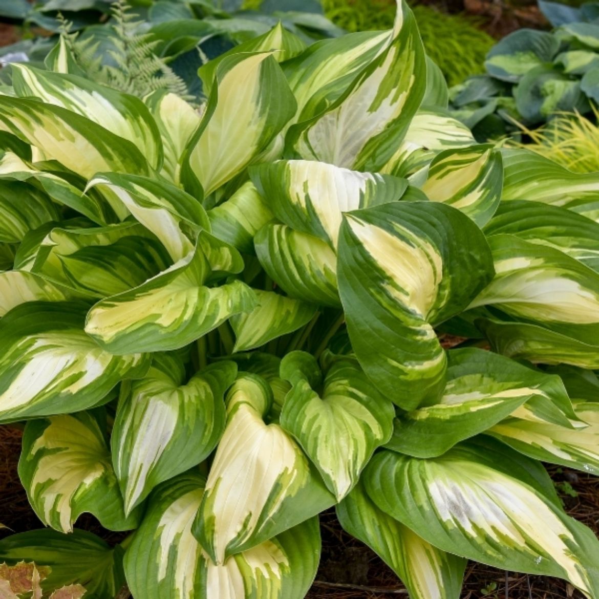 Picture of Hosta Shadowland® 'Miss America'