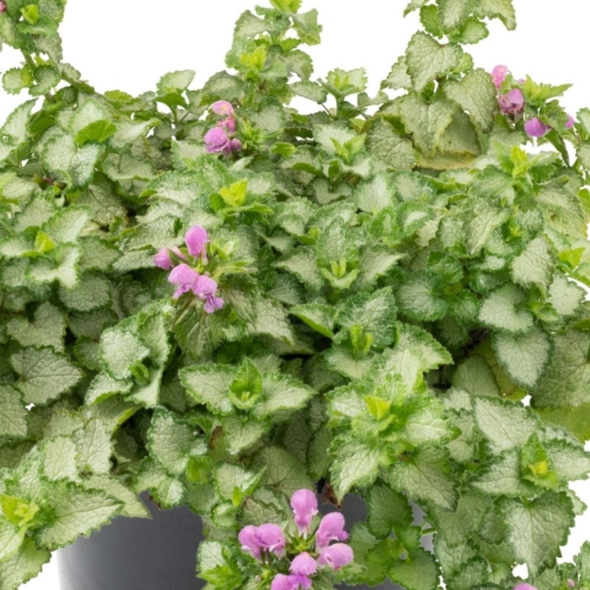 Picture of Lamium mac. 'Orchid Frost Grande'