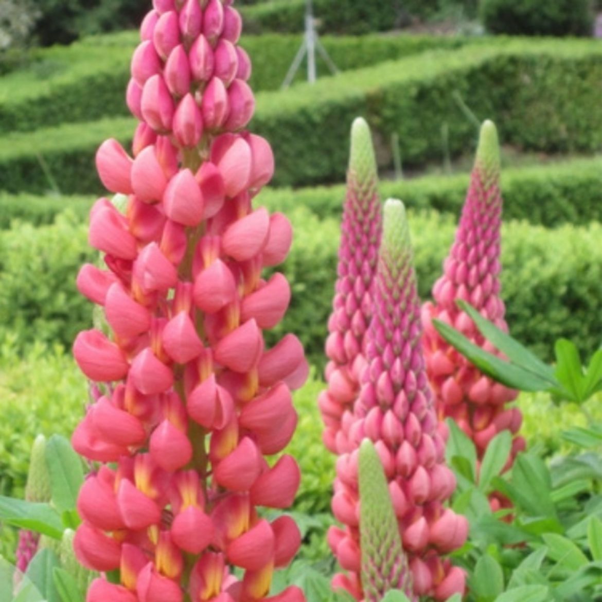 Picture of Lupinus pol. Westcountry™ Towering Inferno