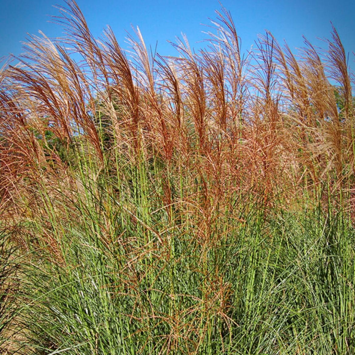 Picture of Miscanthus sin. WorryFree® Scout™