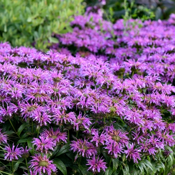 Overdevest Nurseries, LP-Monarda 'Leading Lady Amethyst'