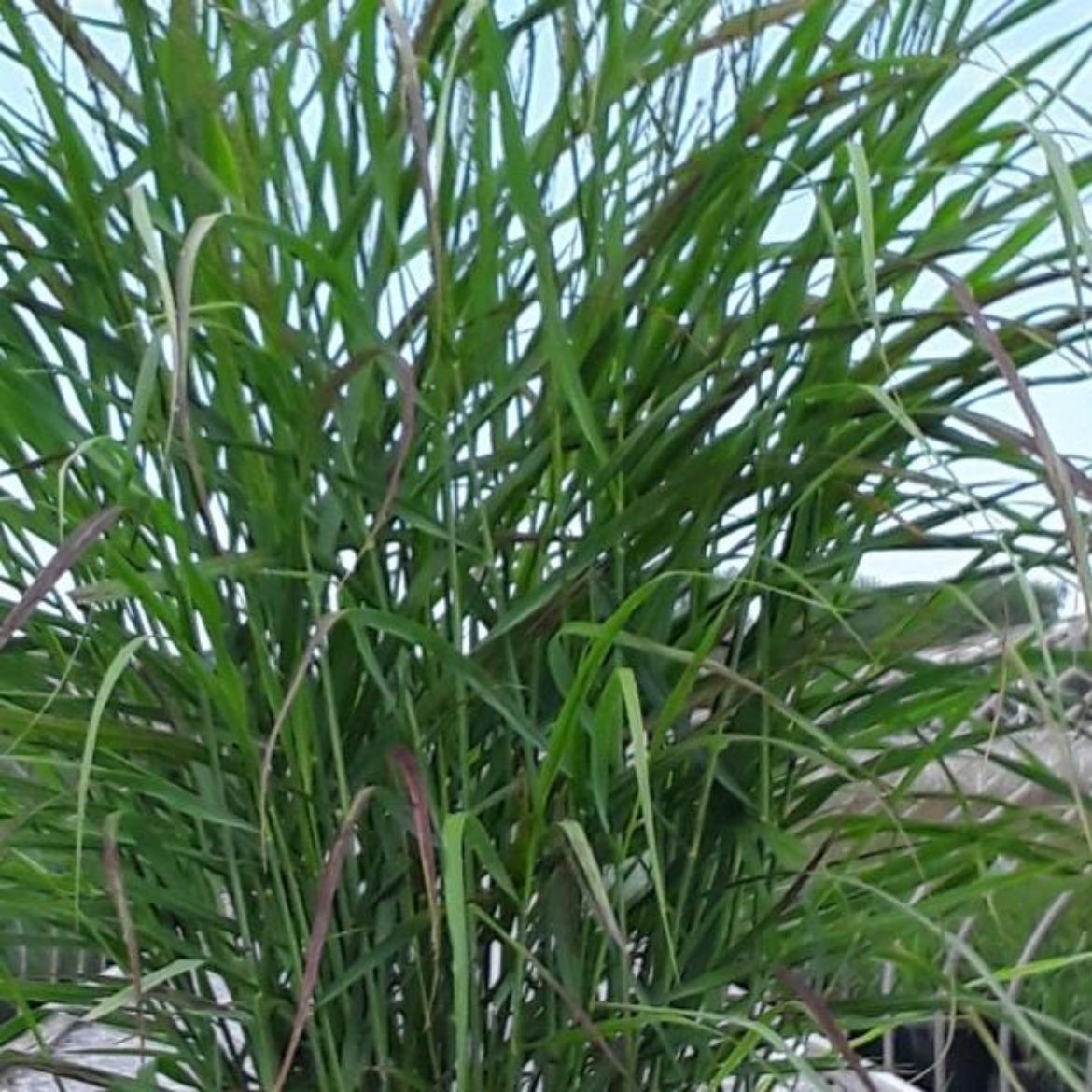 Picture of Panicum vir. 'Red Flame'