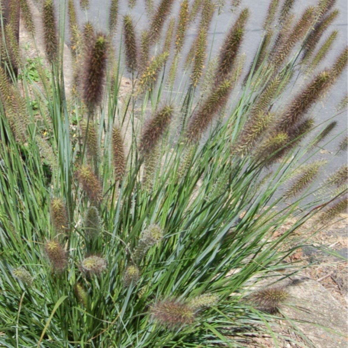 Picture of Pennisetum alo. WorryFree® Cayenne™