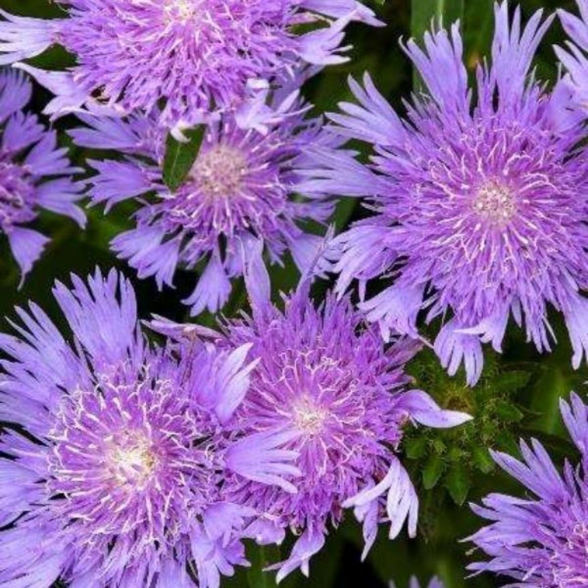 Picture of Stokesia lae. Totally Stoked™ Riptide