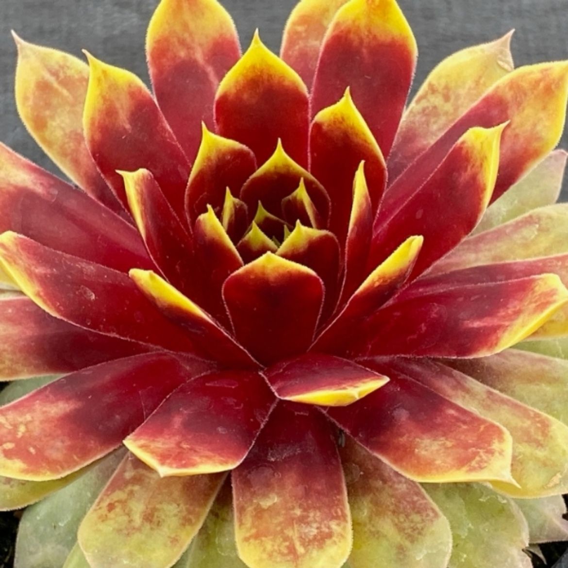 Picture of Sempervivum Chick Charms® Giants 'Gold Mine'