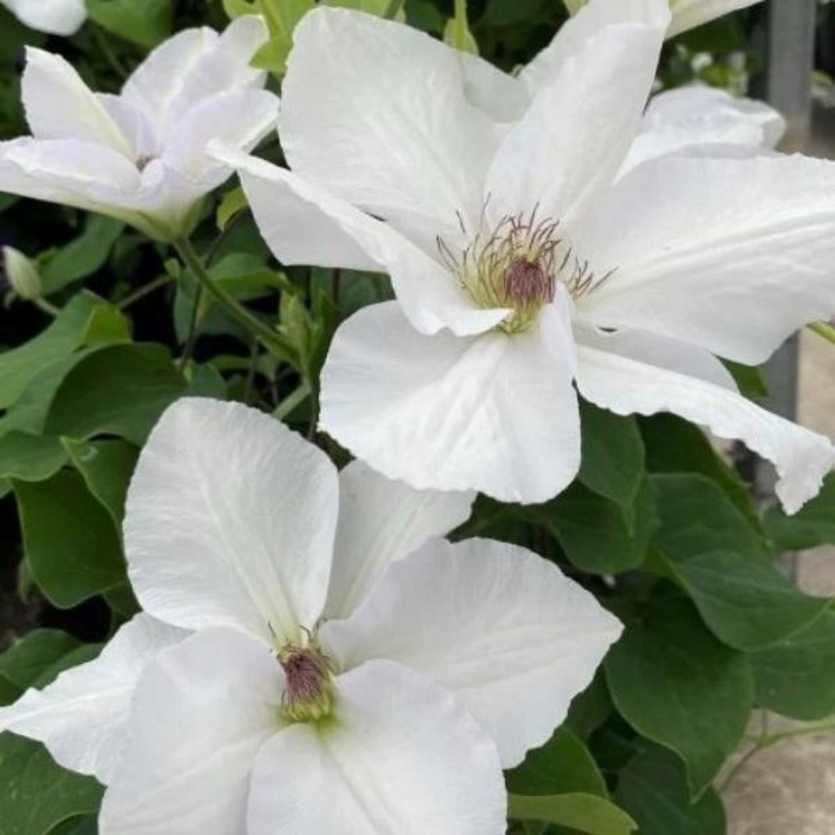 Picture of Clematis Guernsey Flute™