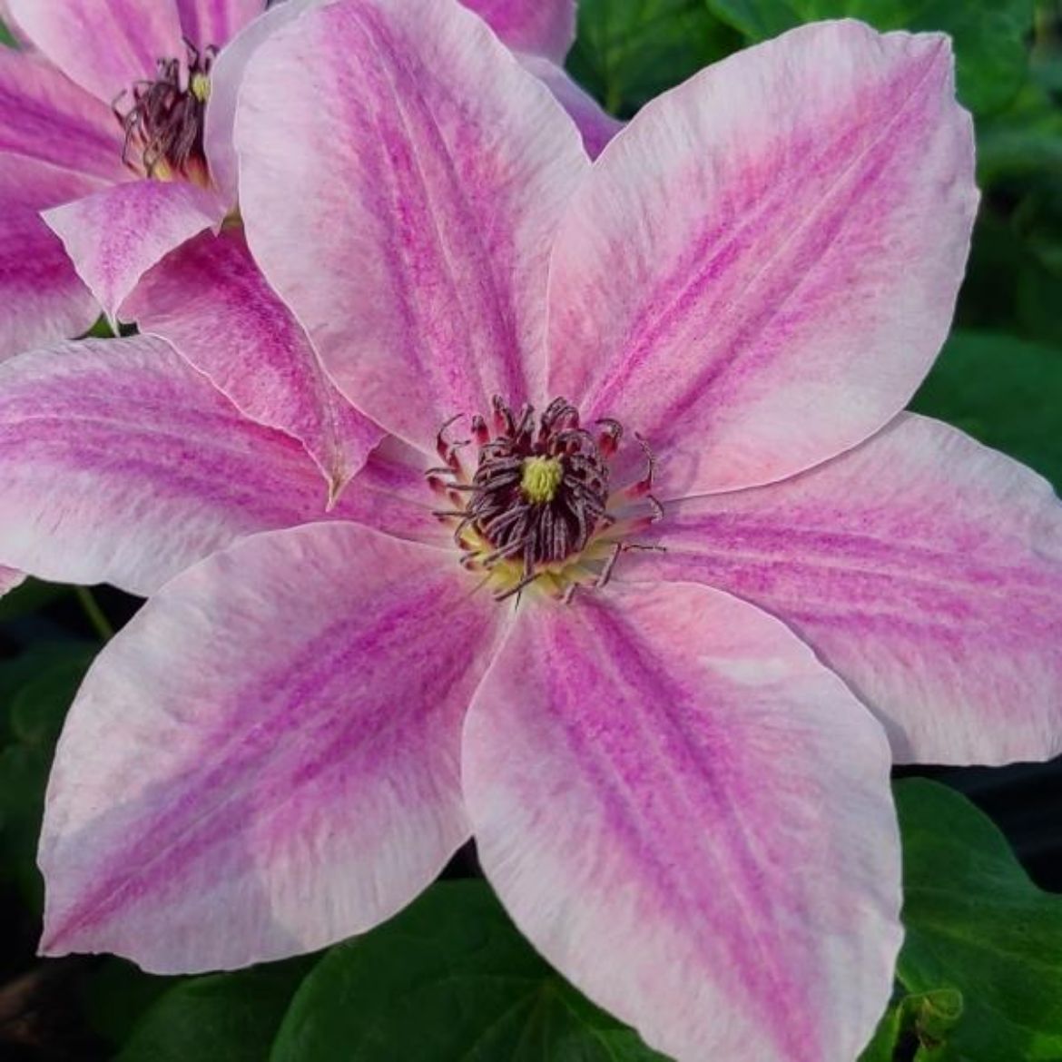 Picture of Clematis 'My Darling'