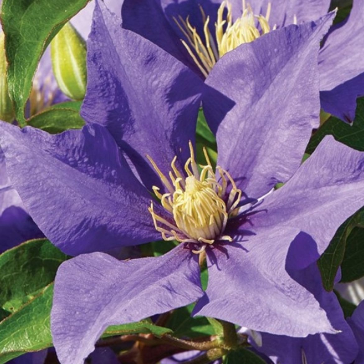 Picture of Clematis Olympia™