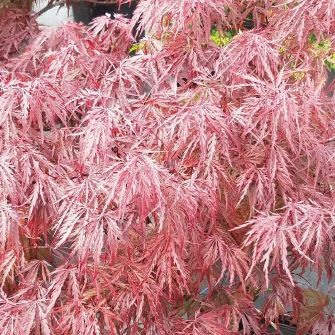 Picture of Acer pal. var. dis. 'Red Dragon'