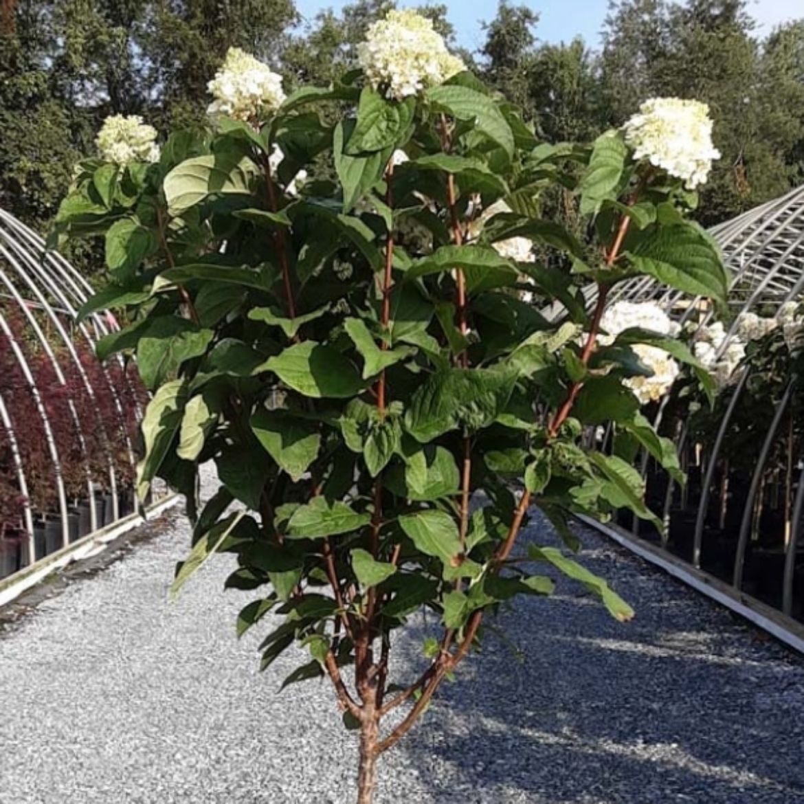 Picture of Hydrangea pan. WorryFree® Love-a-Lot™ Pink Tree Commercial