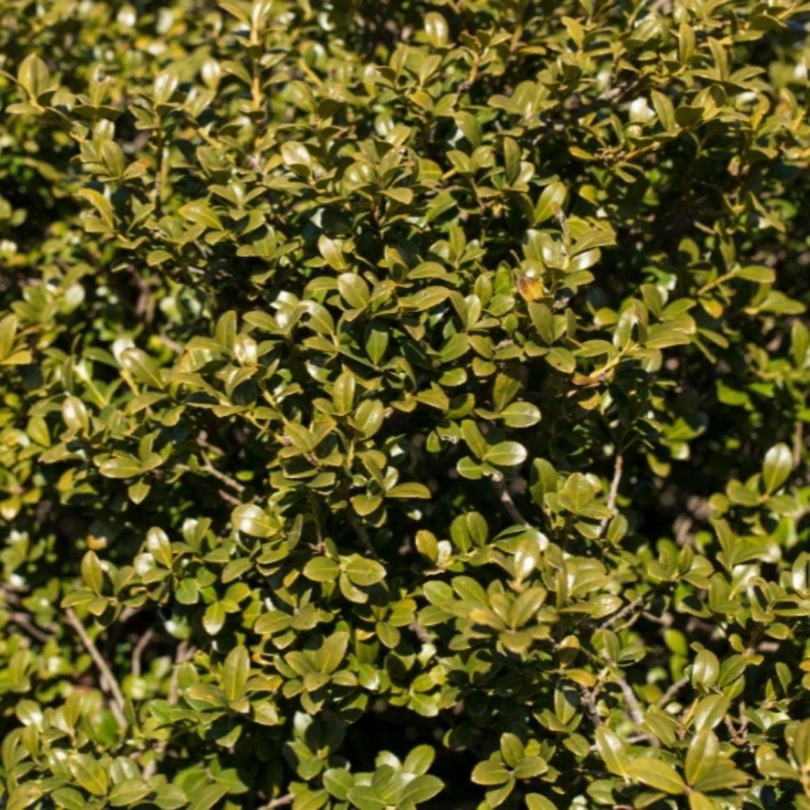 Picture of Ilex cre. 'Chilly Willy'