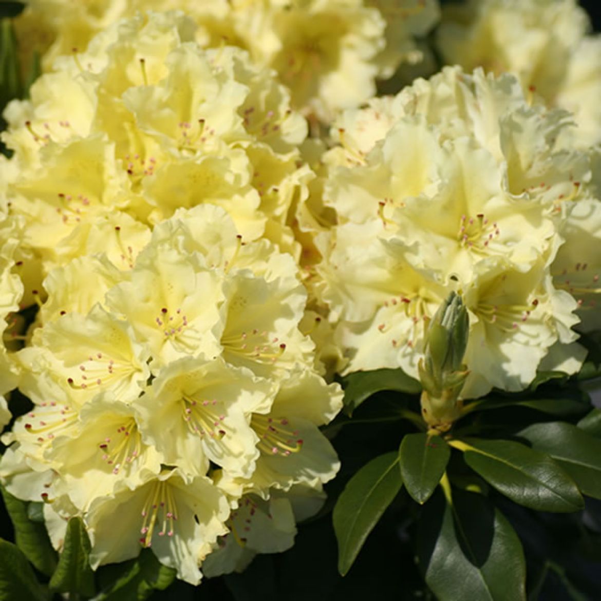 Picture of Rhododendron 'Capistrano'