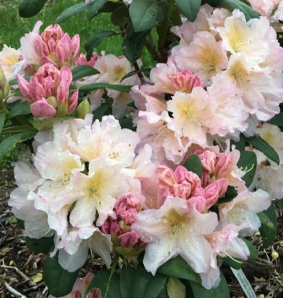 Picture of Rhododendron Holden's™ Peach