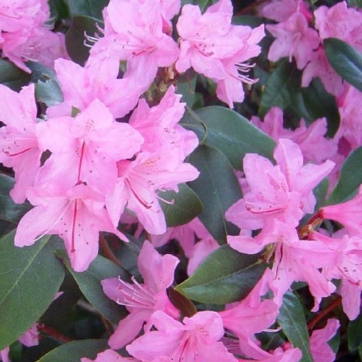 Picture of Rhododendron 'June Pink'