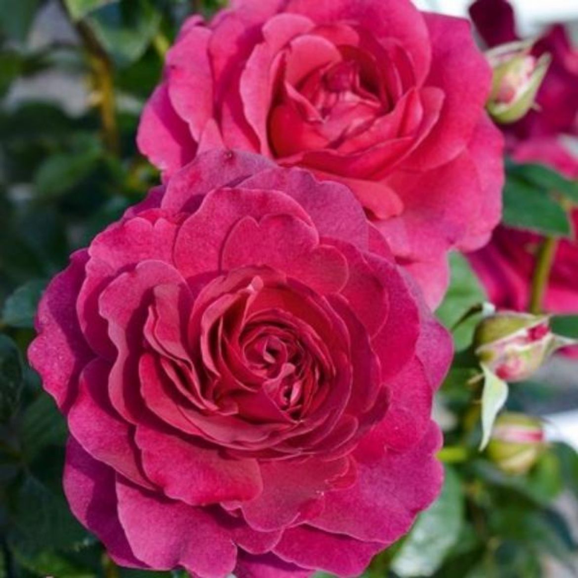 Picture of Rosa Flower Carpet® Fragrant Berry